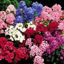 Hardy Tall Phlox (pet safe)