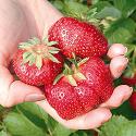  Juicy Giant Strawberries