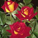 Rose Hybrid Tea, Forty-Niner 