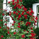 Blaze Climbing Rose