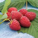 Raspberries 