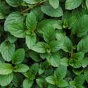 Peppermint Plant