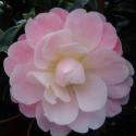 Magic Mum Camellia