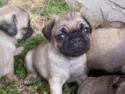 Pug/Teacup Pug/Pug Cross