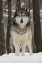 Delux Adopt A Wolf-Waya