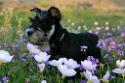 Schnauzer Puppy