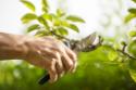 Apple Tree Pruning