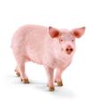 Schleich Pig