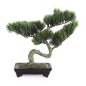 Everlasting Bonsai Tree