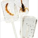 Insectilix Lolly (Vodkalix - Scorpion)