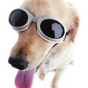 Doggles (ILS Medium Champagne)